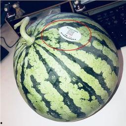 珠海网红吃瓜,幕后故事与热门话题盘点